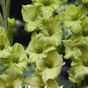 Gladiolus Dingadong 10-pack
